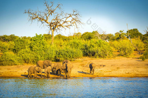 河流边缘的大象群