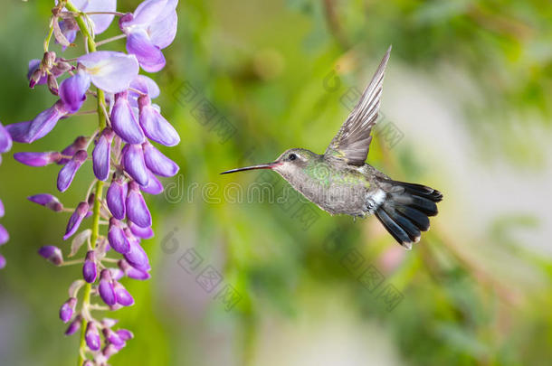 紫色紫藤的精致薰衣草花瓣与蜂鸟一起绽放