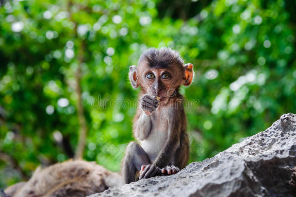 幼崽马卡卡束坐在岩石上吃东西。 泰国菲菲岛上的小猴子