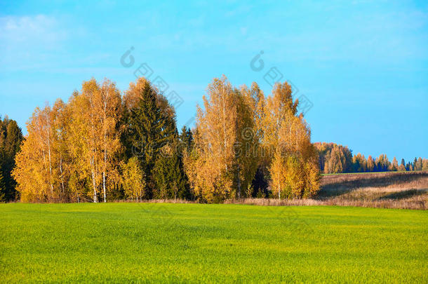 秋天，黄色的树林，草地