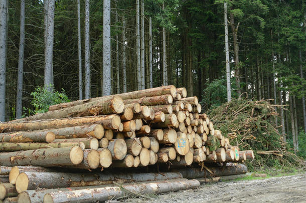 <strong>植树造林</strong>每年的环隙树皮有缺口的