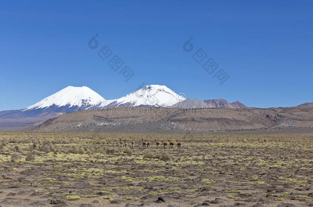 羊驼高原美国安第斯山脉动物