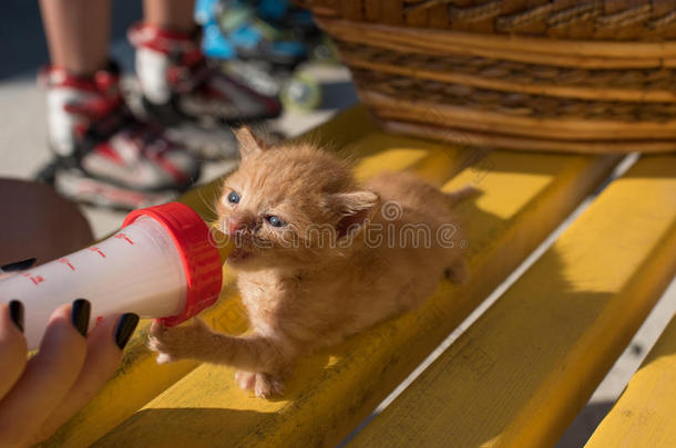 可爱的小猫从罐子里喝牛奶