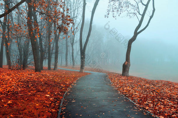 秋雾巷-公园秋景在寒冷的色调。 秋天的自然景色。