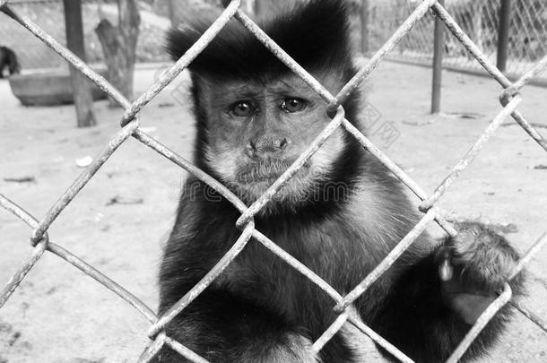 黑白马卡科猴子三体动物园