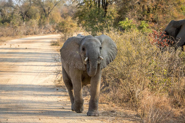 一只年轻的<strong>大象</strong>走向相机。