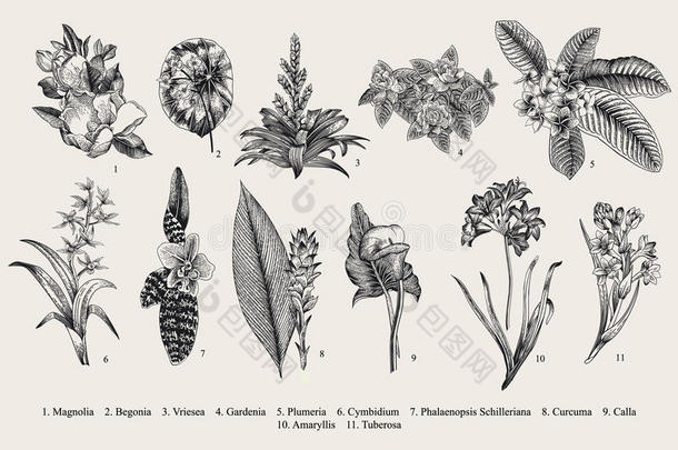 异国情调的花朵。 植物矢量年份插图。