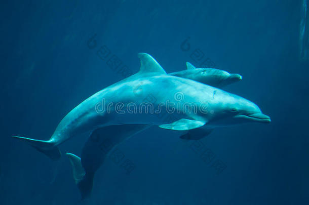 常见宽吻海豚(TursiopsTruncatus)。