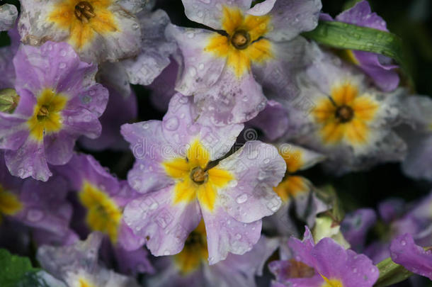 花园里的鲜花春日