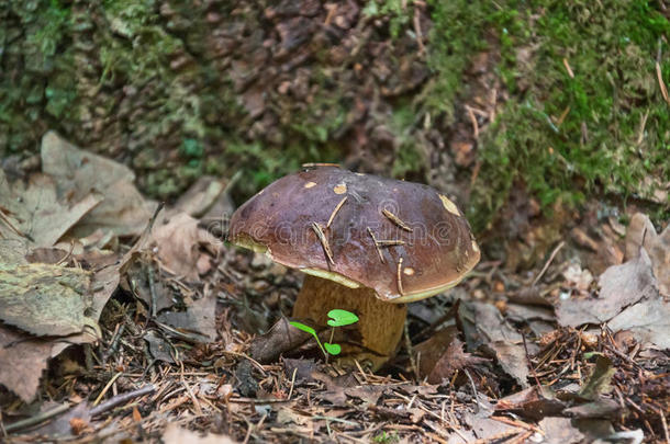 树林中可食用的白色蘑菇或牛肝菌