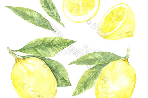 手绘水彩插图-柠檬收藏。 用叶子开花植物