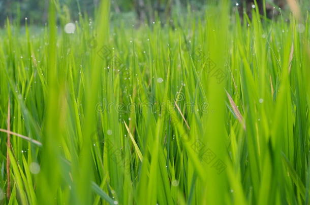 绿色草与露水壁纸背景高清