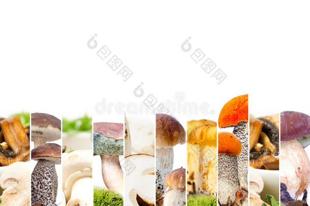 食用蘑菇混合物
