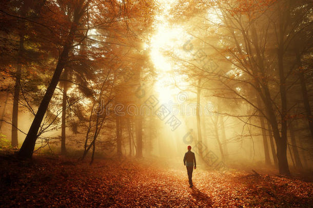 在秋天的森林里，在令人叹为观止的灯光下散步