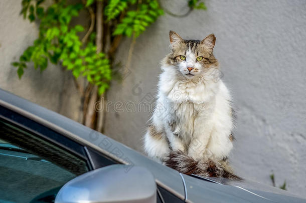 猫坐在街上的一辆灰色的汽车上