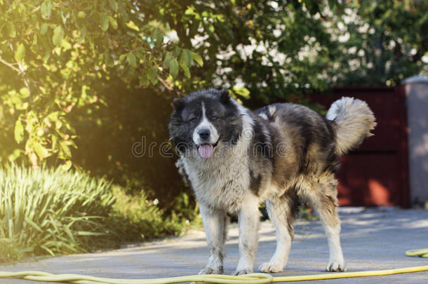 院子里的成年白种人牧羊犬