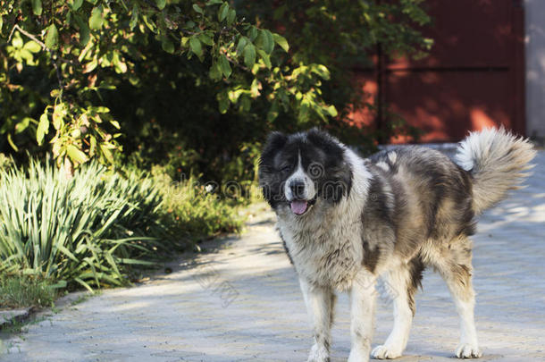 院子里的成年白种人牧羊犬