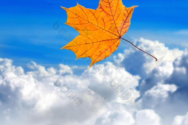 秋天的叶子。 枫树，一种有叶的乔木或灌木，有翅膀