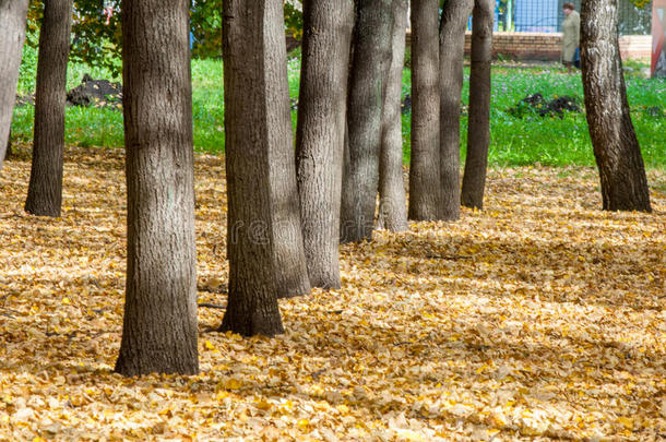 秋天在公园里，林登树把叶子掉黄了