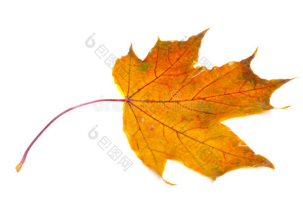 秋天的叶子。 枫树，一种有叶的乔木或灌木，有翅膀