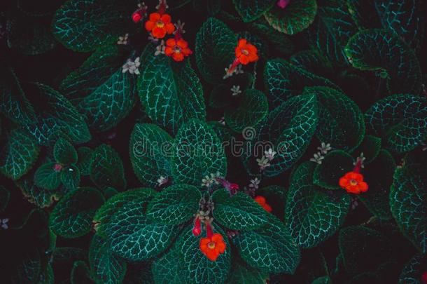 美丽的绿色背景来自树叶和红花，蓬松的叶子，树叶的纹理