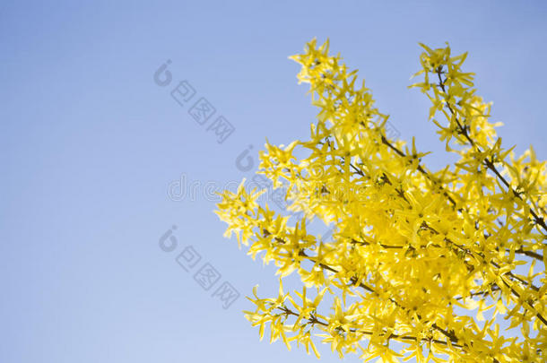 黄色开花连翘的枝条。