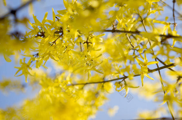 春天连翘明亮的黄色花朵