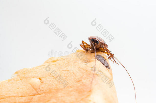 蟑螂携带你<strong>必须</strong>消除的疾病。