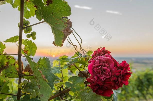 日落时美丽的红玫瑰