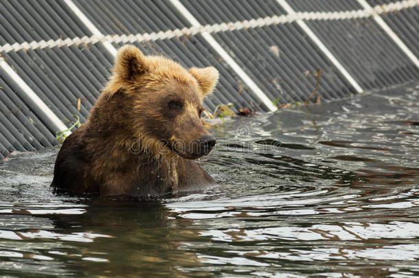 棕色熊在千岛湖等待猎物。