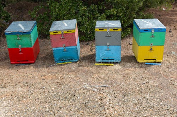 夏天，蜜蜂蜂箱在松树旁边。 草地上的蜂蜜蜂箱。 一排五颜六色的蜂箱，后面有树
