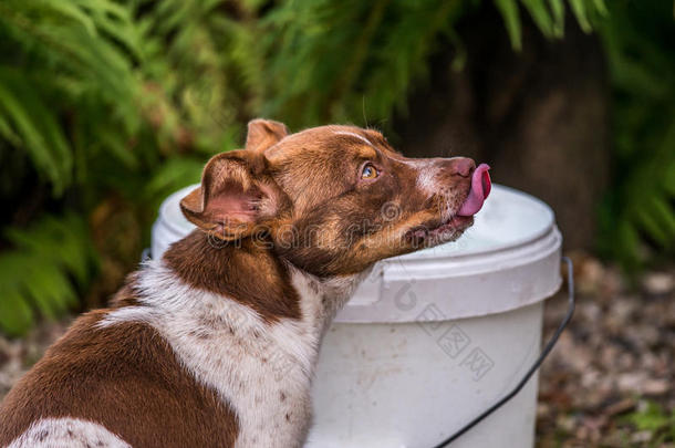 狗喝水看