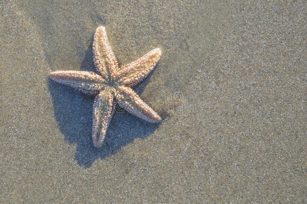 海岸海滩沙滩表面。 海星对自然环境的影响