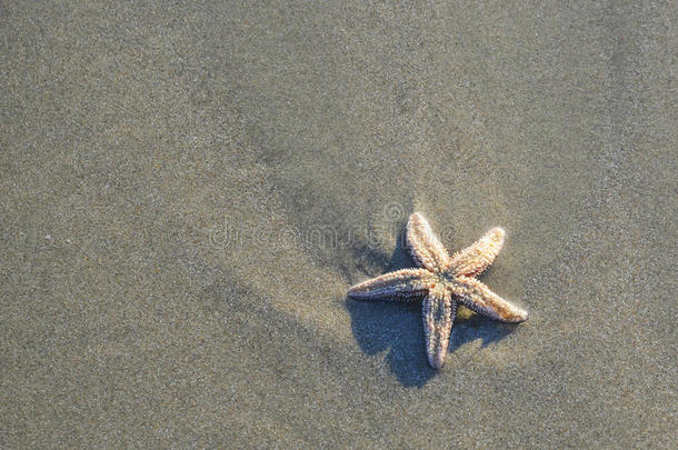 海岸海滩沙滩表面。 海星对自然环境的影响