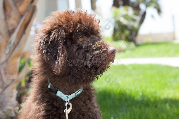 巧克力拉布拉多犬小狗坐在草地上看着他的左边