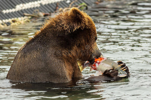 棕色熊吃在千岛湖捕获的鲑鱼。