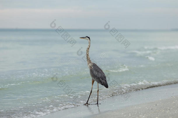 海滩海狸清水佛罗里达州苍鹭