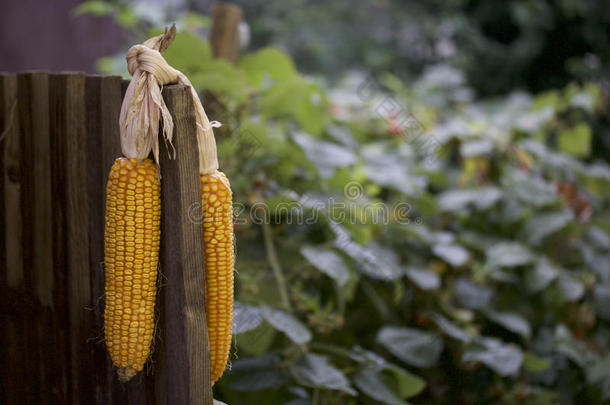 玉米在露天干燥的COBS。