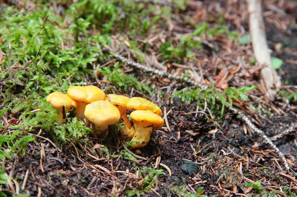 森林中发现的芬菲利(Gallett)蘑菇群