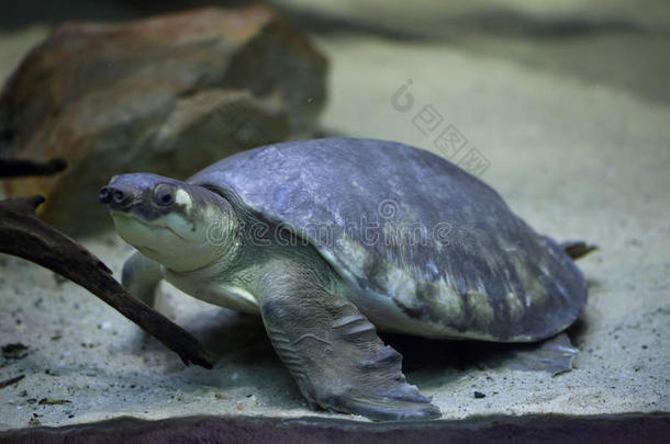 动物水族馆澳大利亚澳大利亚人草龟科