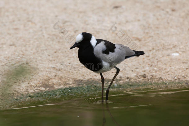 铁匠拉普温(VanellusArmatus)。