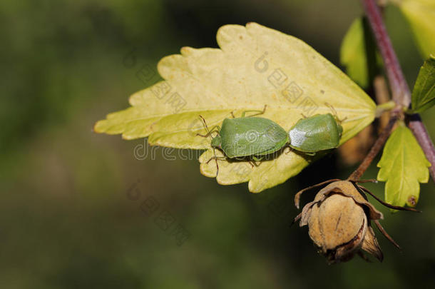 甲虫分支育种绿色昆虫