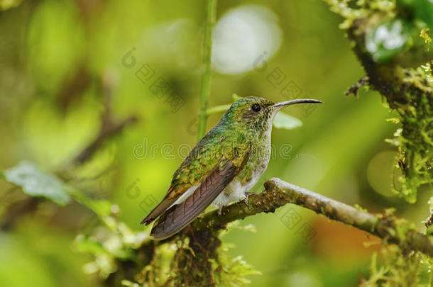 绿冠灿烂蜂鸟，哥斯达黎加