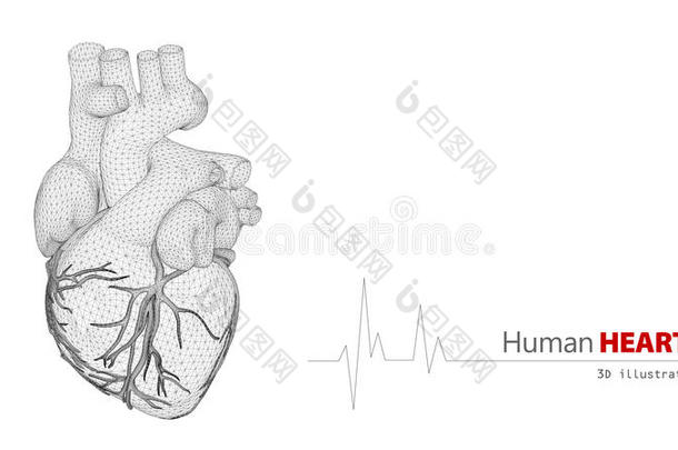 白色背景下人体<strong>心脏</strong>的<strong>解剖</strong>