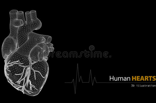 白色背景下人体<strong>心脏</strong>的<strong>解剖</strong>