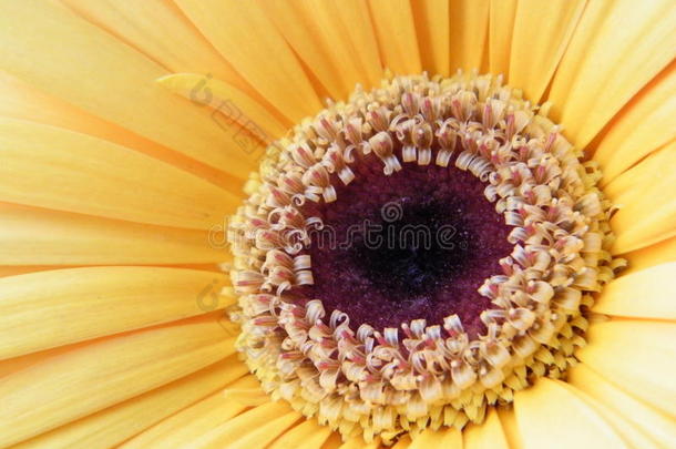 特写黄金格伯雏菊花开花瓣