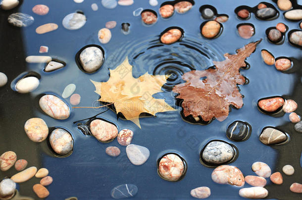 水滴<strong>落在</strong>水中的叶子和<strong>石头上</strong>。 枫树和橡树叶