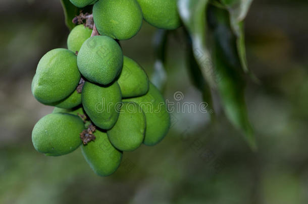 树上的<strong>青芒果</strong>