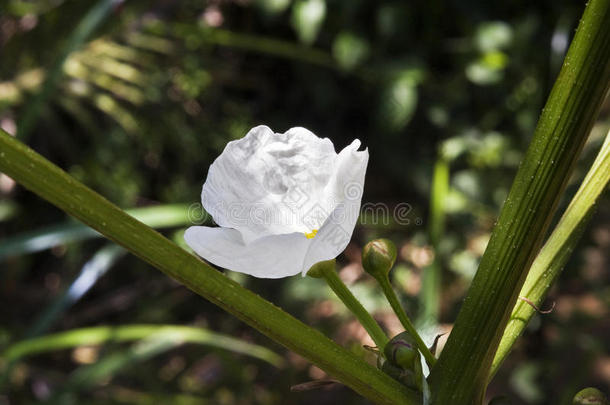 紫荆花，原产于美洲的白花