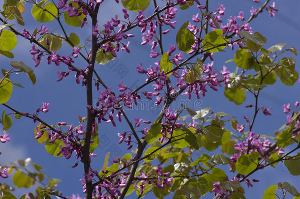 <strong>蓝天背景</strong>上紫色<strong>花朵</strong>的灌木丛。